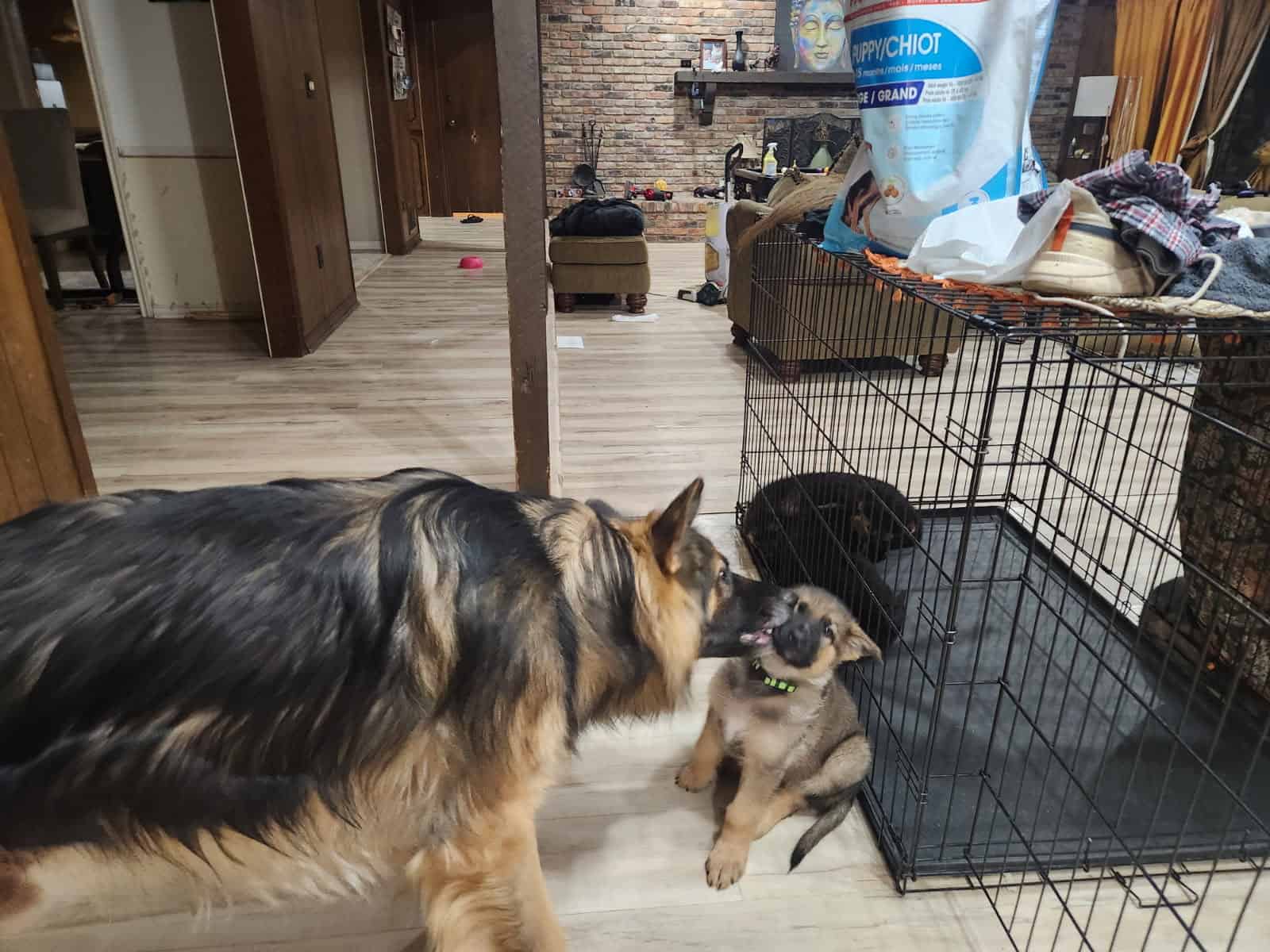 5 Adorable GSD pups are available image 1
