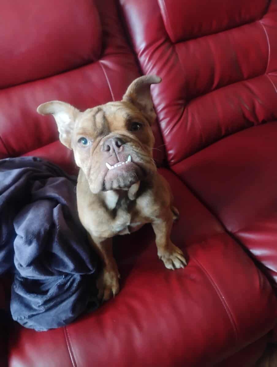 Female French / English Bulldog image 1
