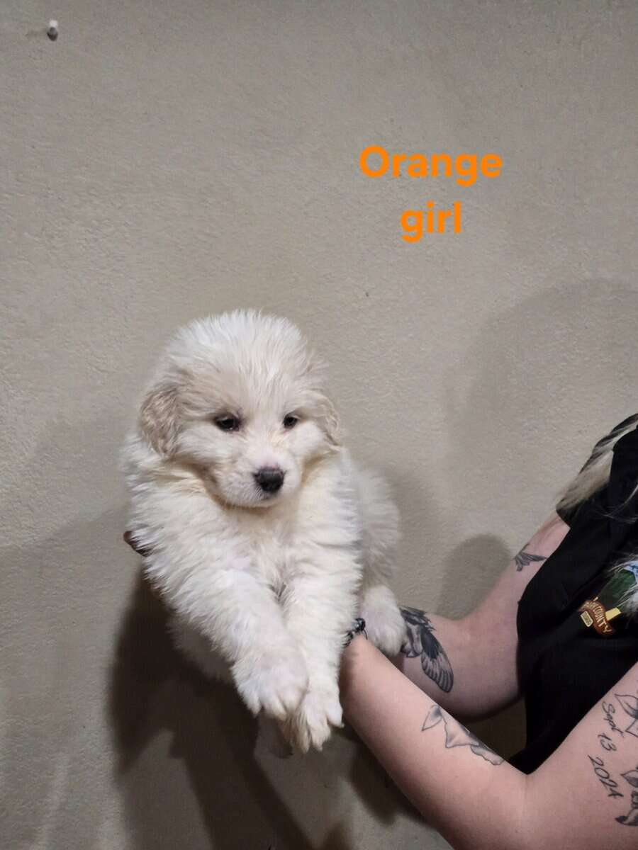 Great pyrenees puppies ready 3/23/26 image 3