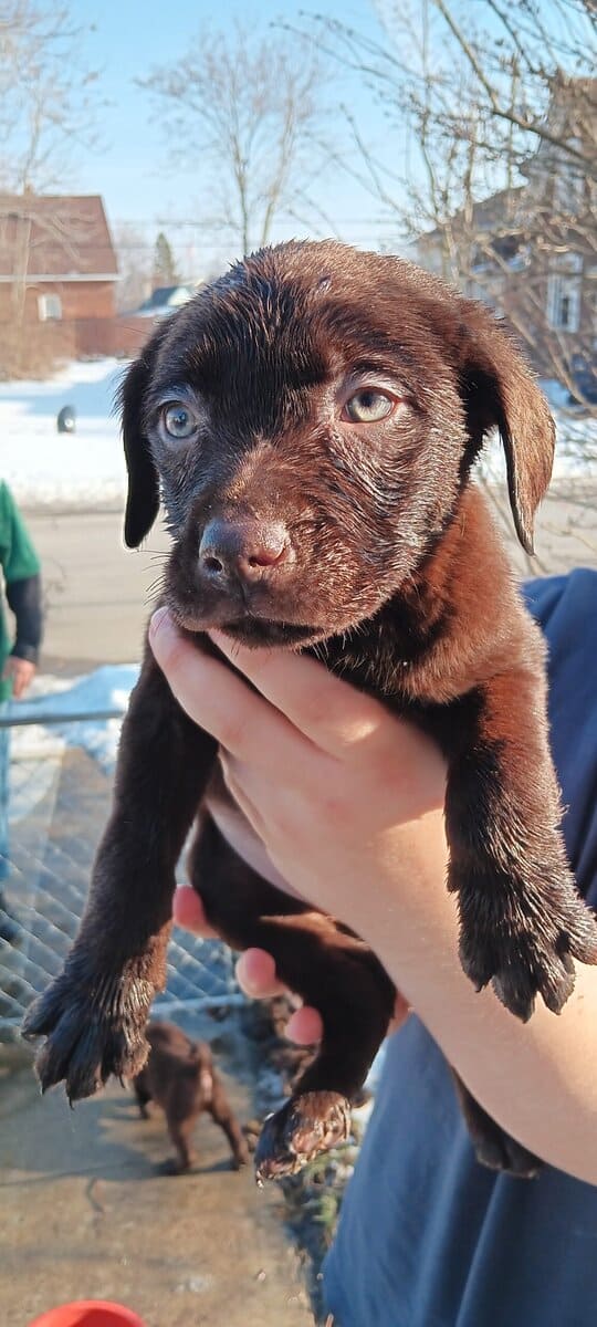 Lab pups image 2