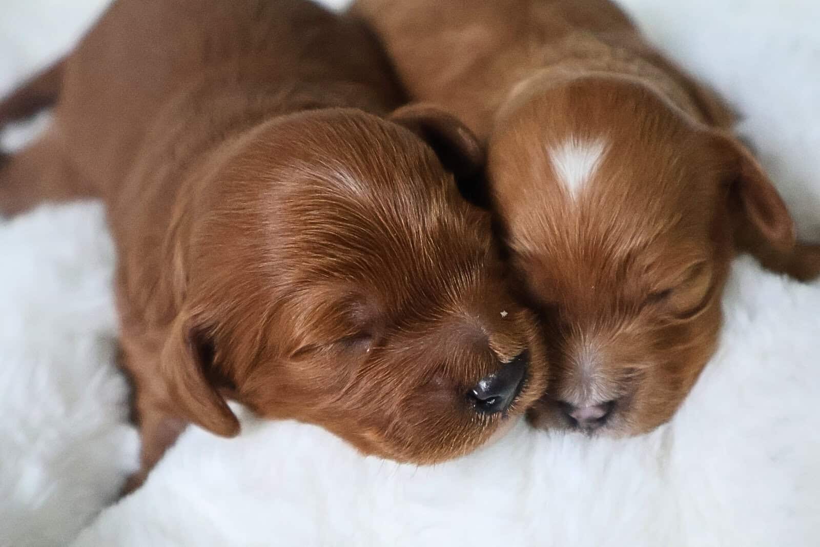 Mini Golden Cavapoo image 3