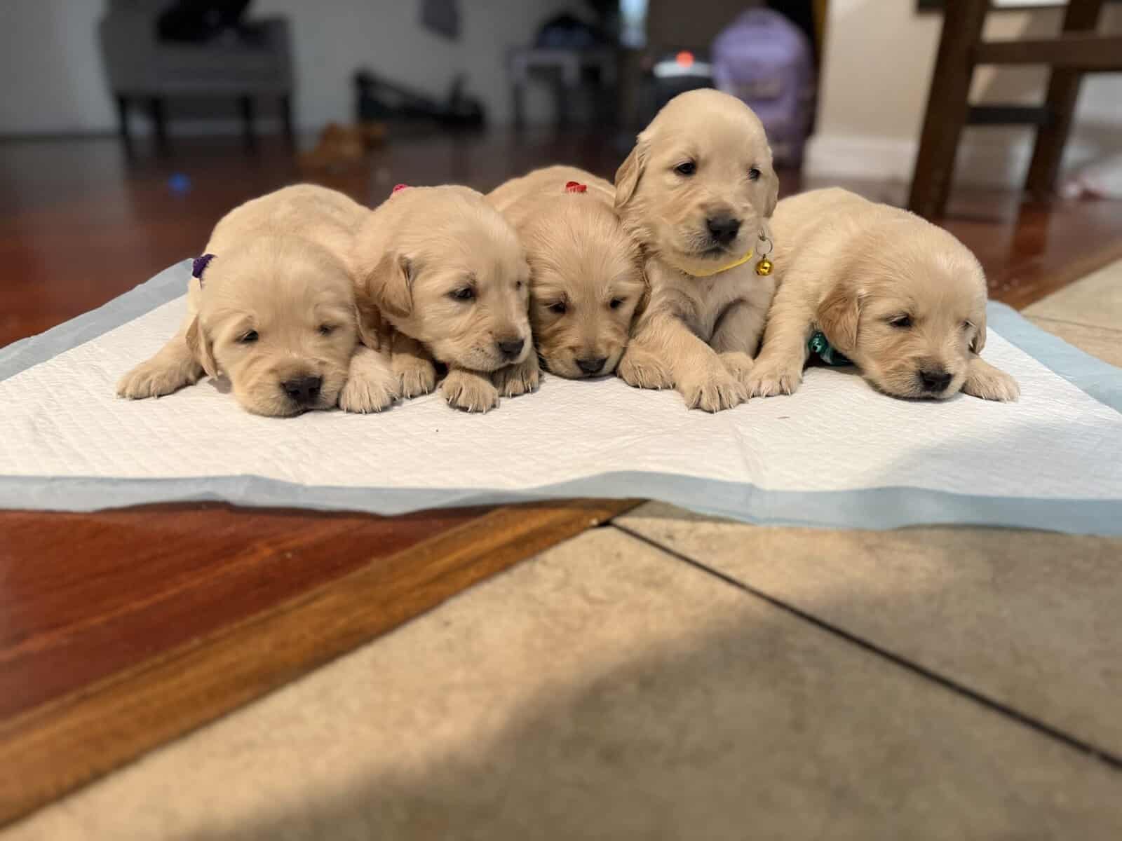 Golden Retrievers puppies image 5