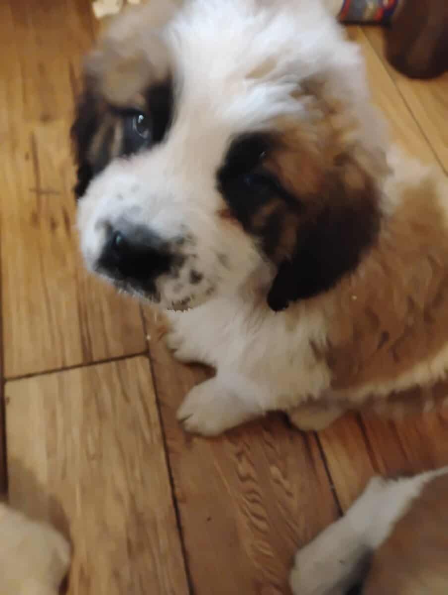 Full blooded St Bernard Puppies image 5