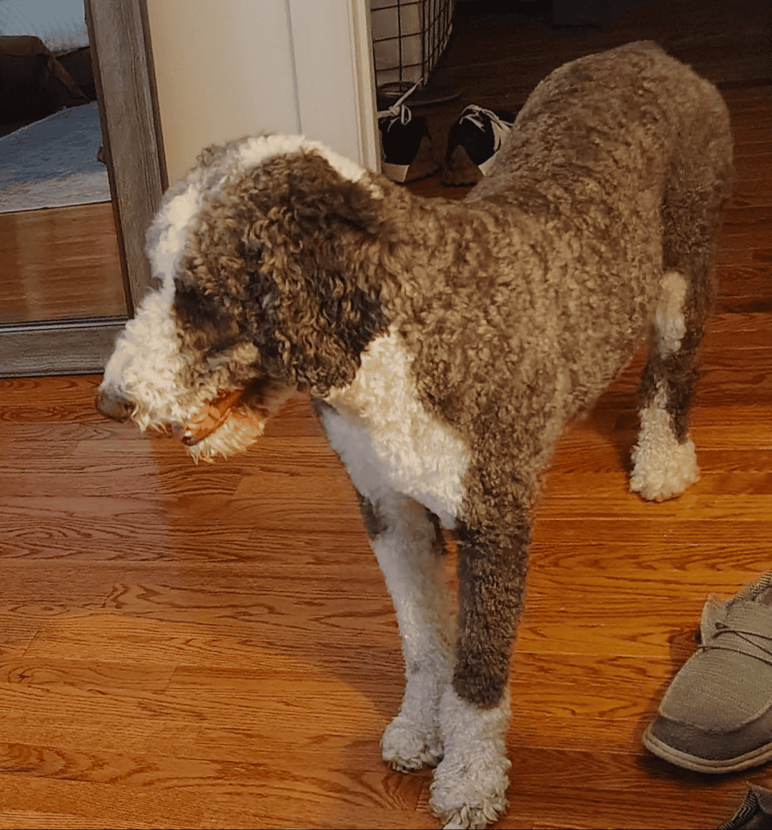 Aussidoodle image 2