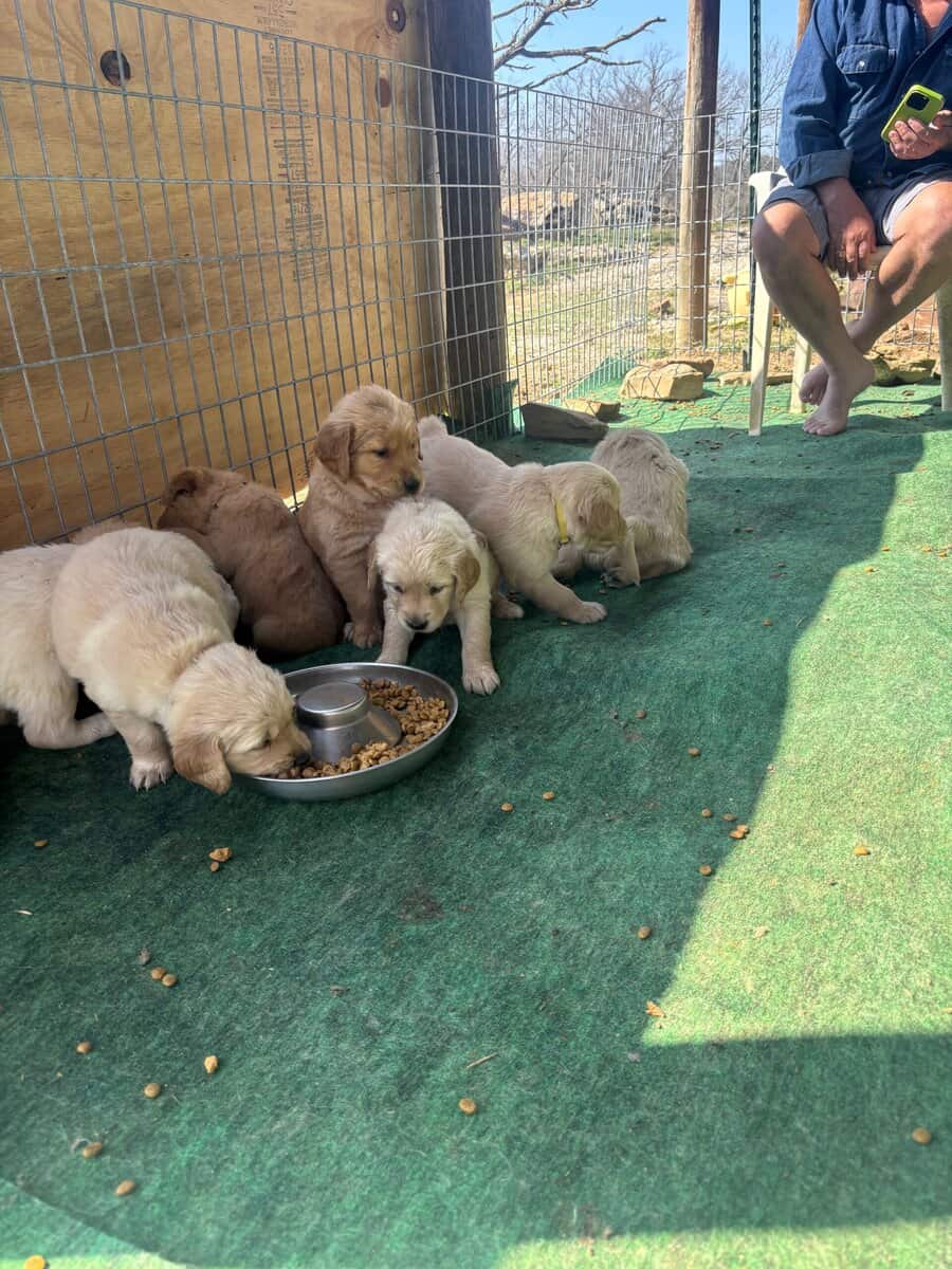 Purebred Golden Retriever Puppies Available image 2