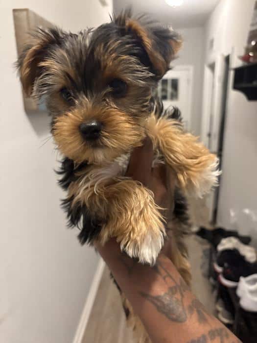 Yorkie Puppies image 1