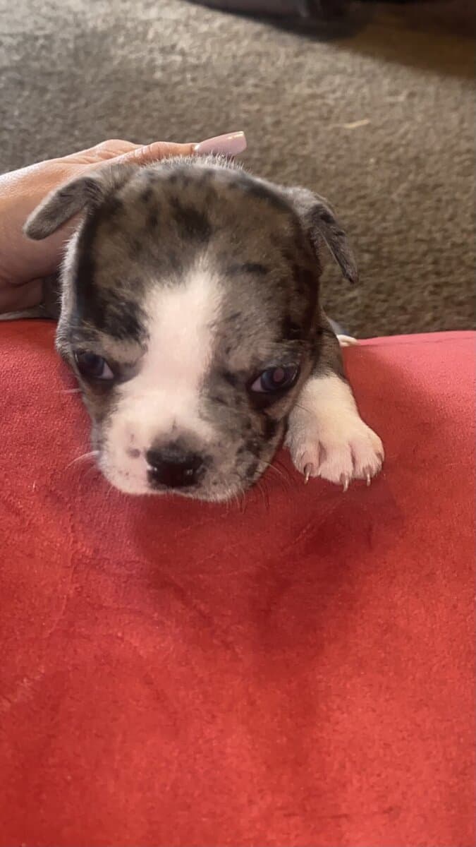 French Bulldog image 9