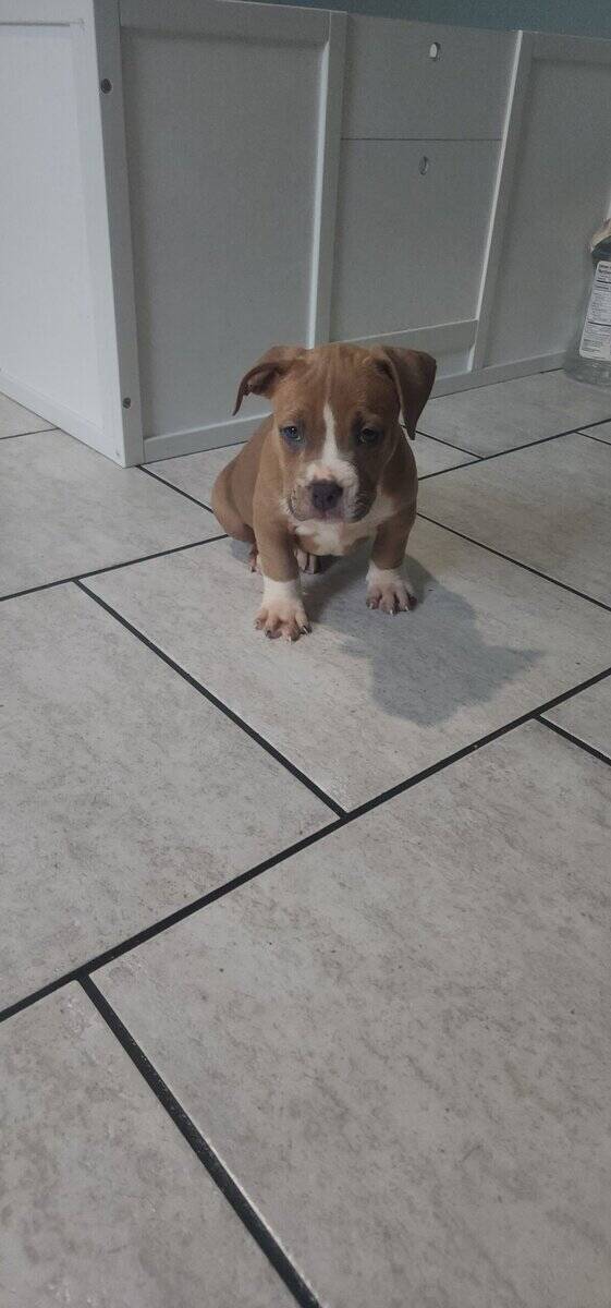 UKC Registered American Bully Puppies image 7
