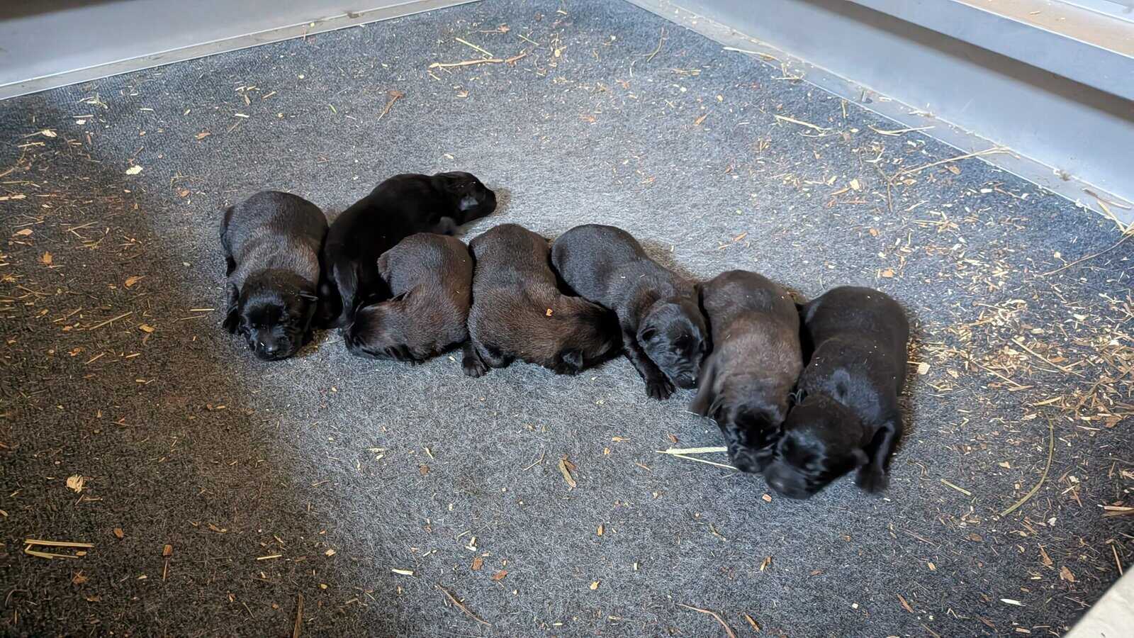 Belgian malanois puppies for sale image 4