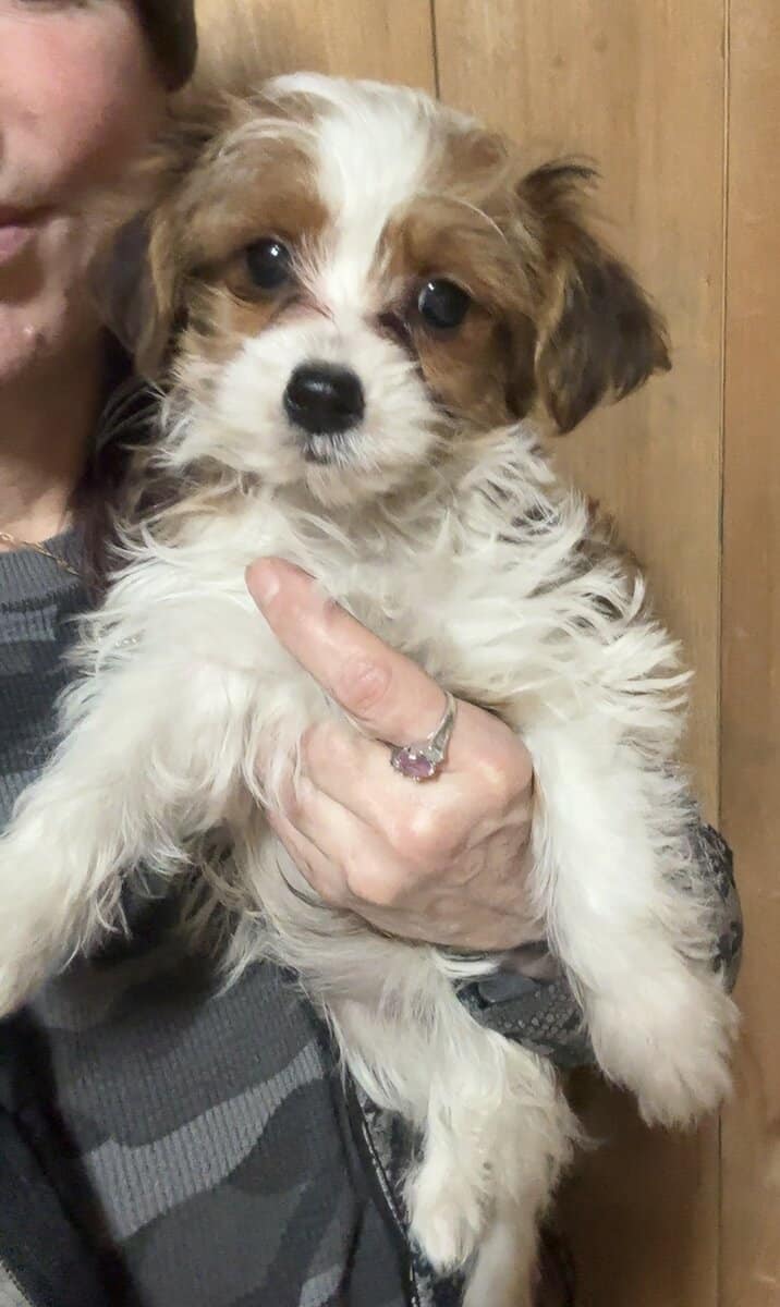 Morkie image 1