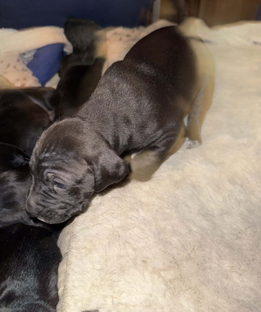 Purebred Cane Corso xGerman Shorthair Pointer (VA) image 18