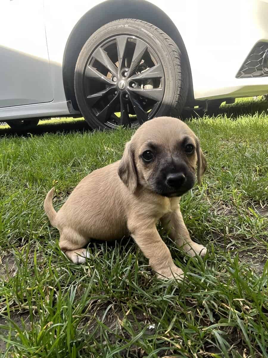 PUPPIES FOR FEE image 7