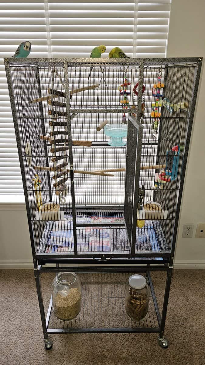 3 parakeets with birdcage, 2 boys, 1 girl. image 6
