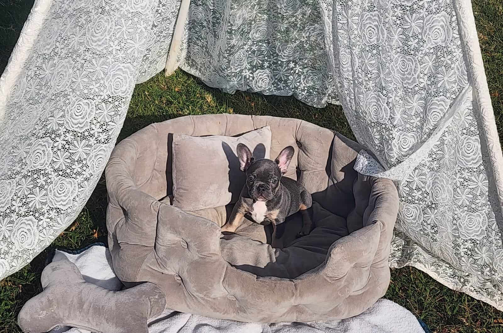 2 Female AKC French Bulldogs image 3