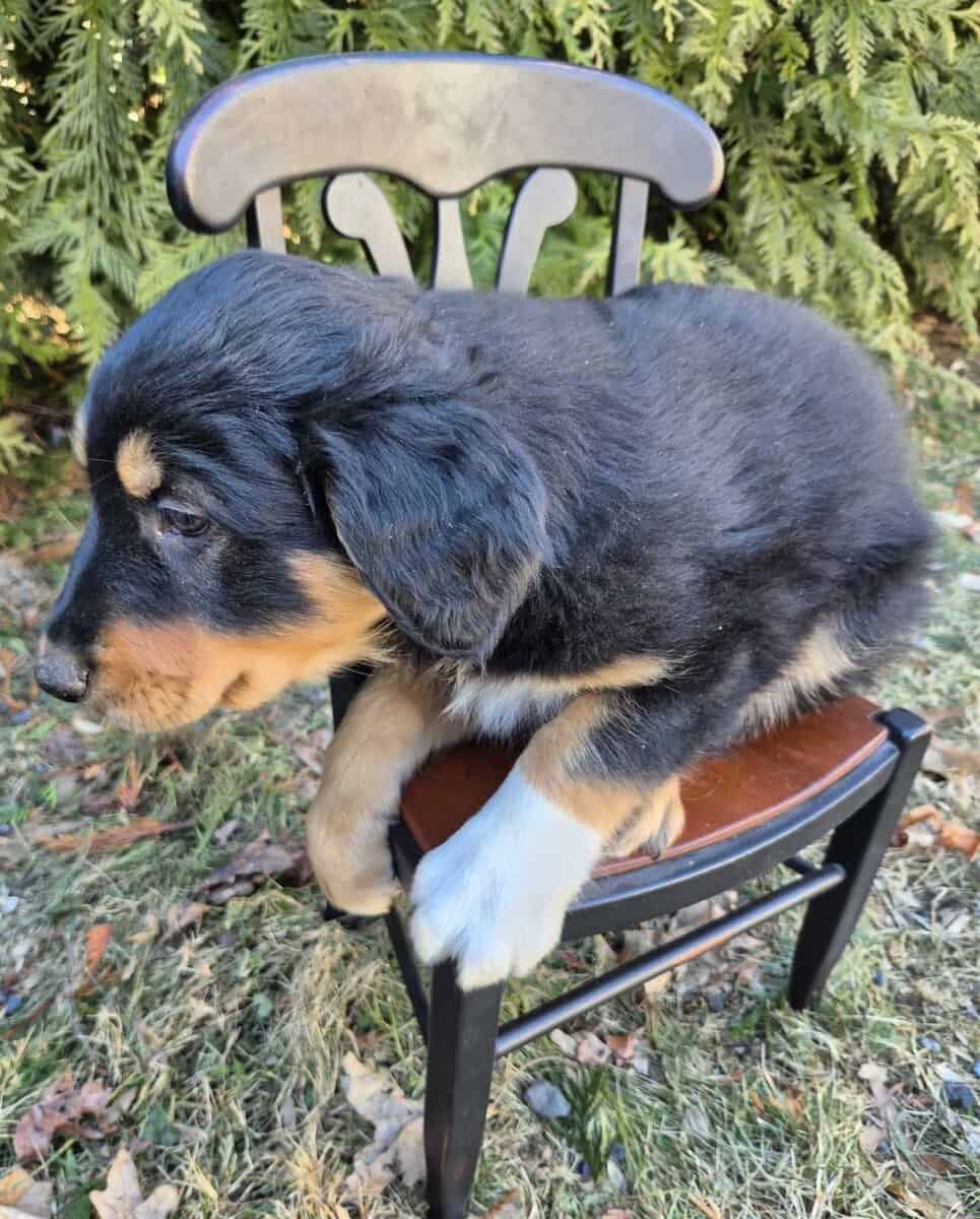 Energetic English Shepherd puppy Max image 3