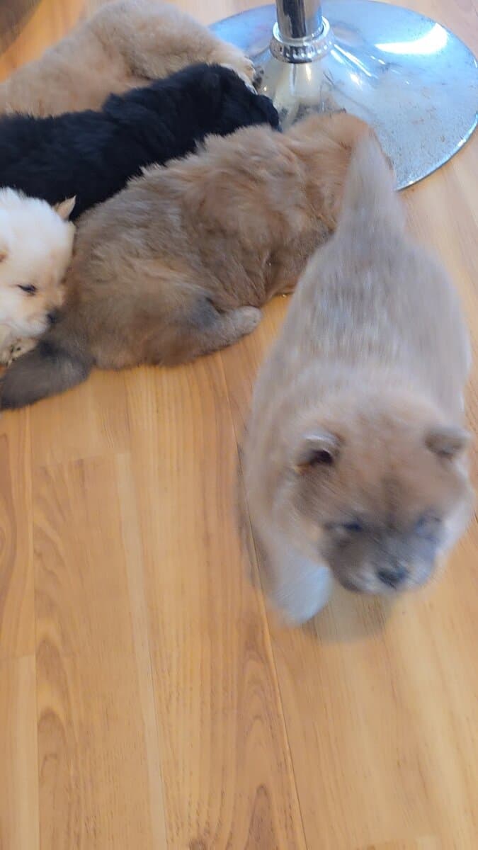 Chow Chow puppies for sale image 1