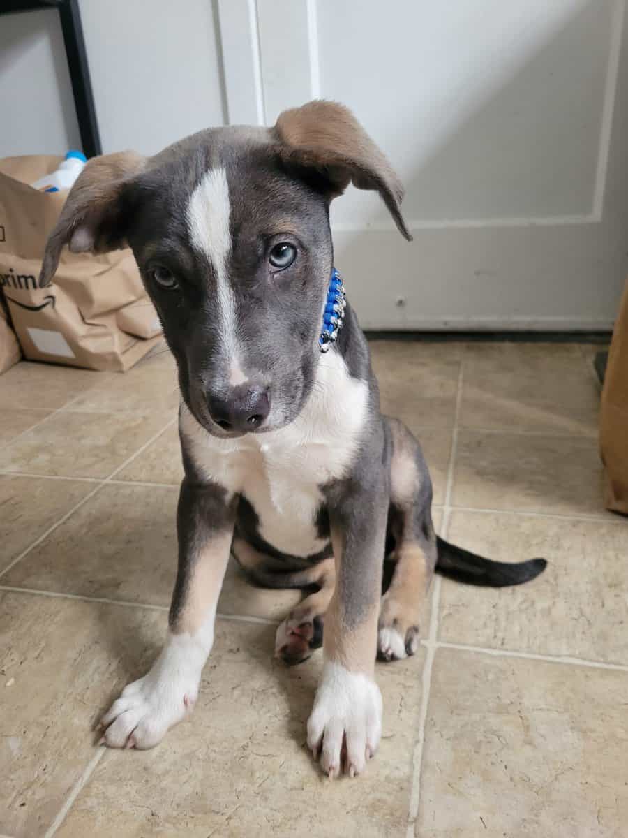 3m f pit terrier, w vet meds, food + acc's image 11
