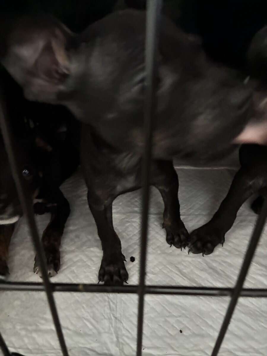 Bluenose Pit Puppies image 2