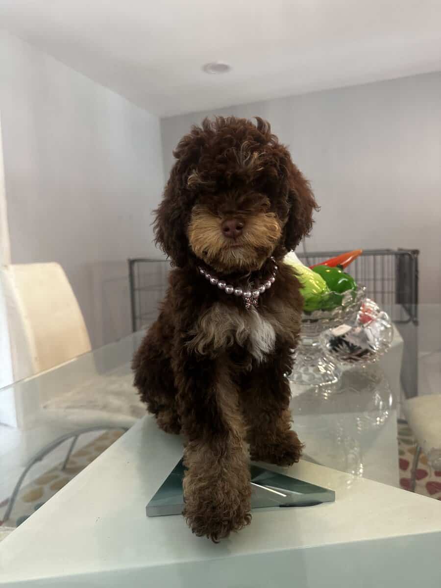 Puppy image 1