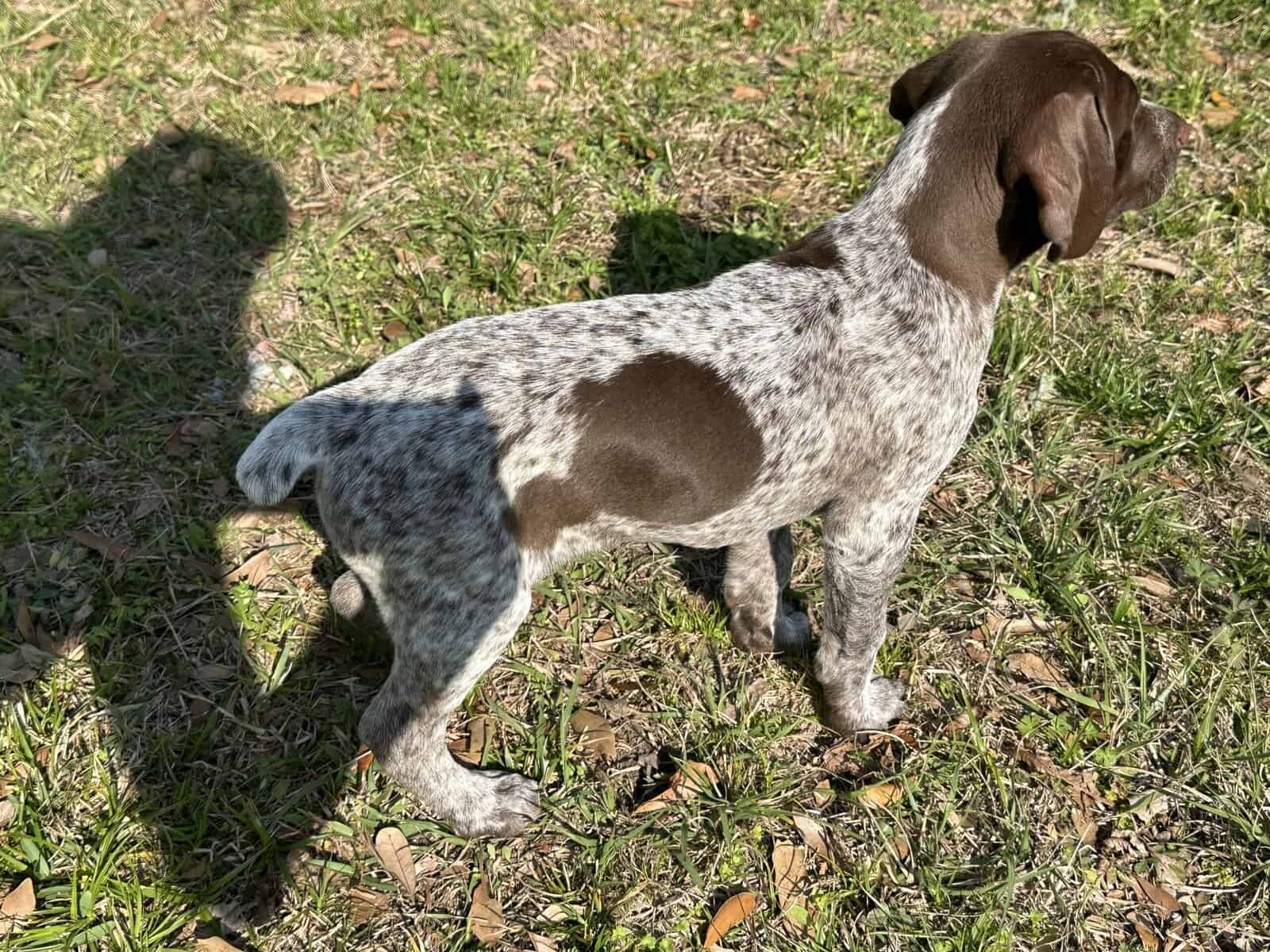 AKC GSP Big Boy image 5