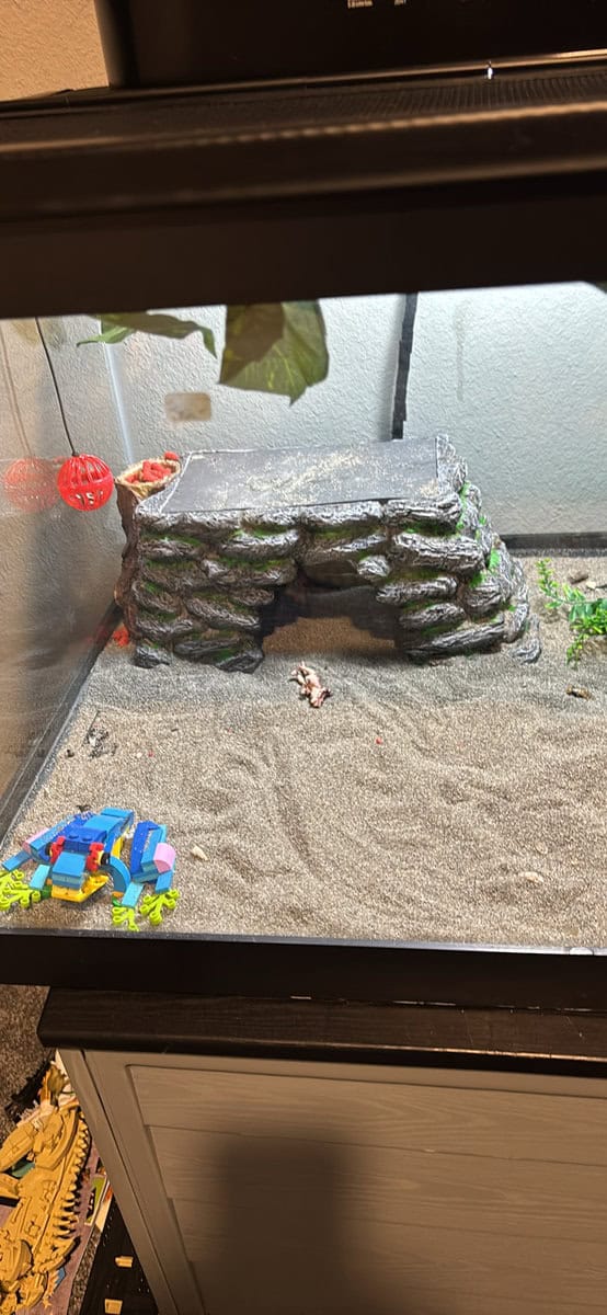 Adolescent bearded dragon with everything! image 5