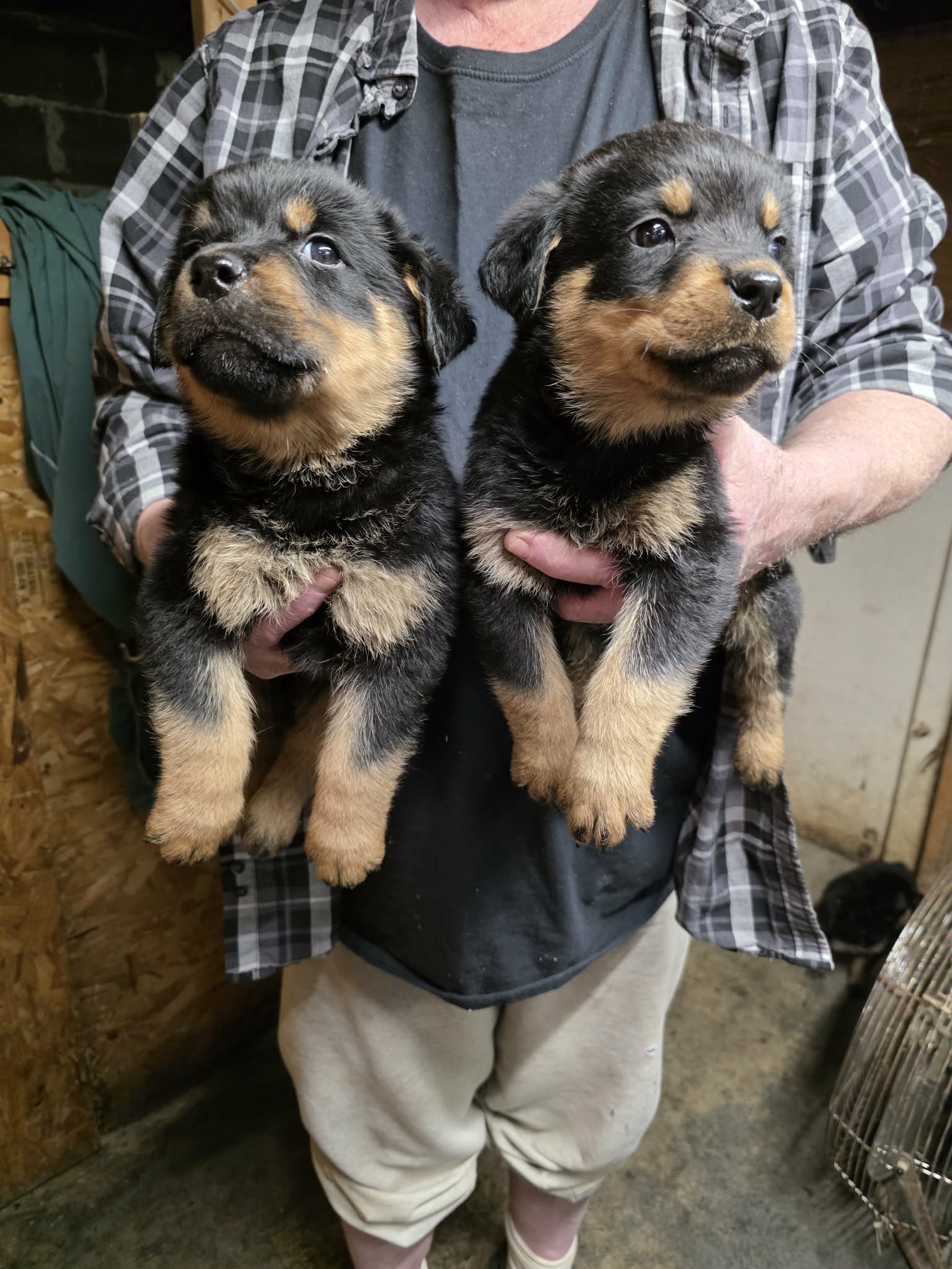 Rottweiler puppies image 1