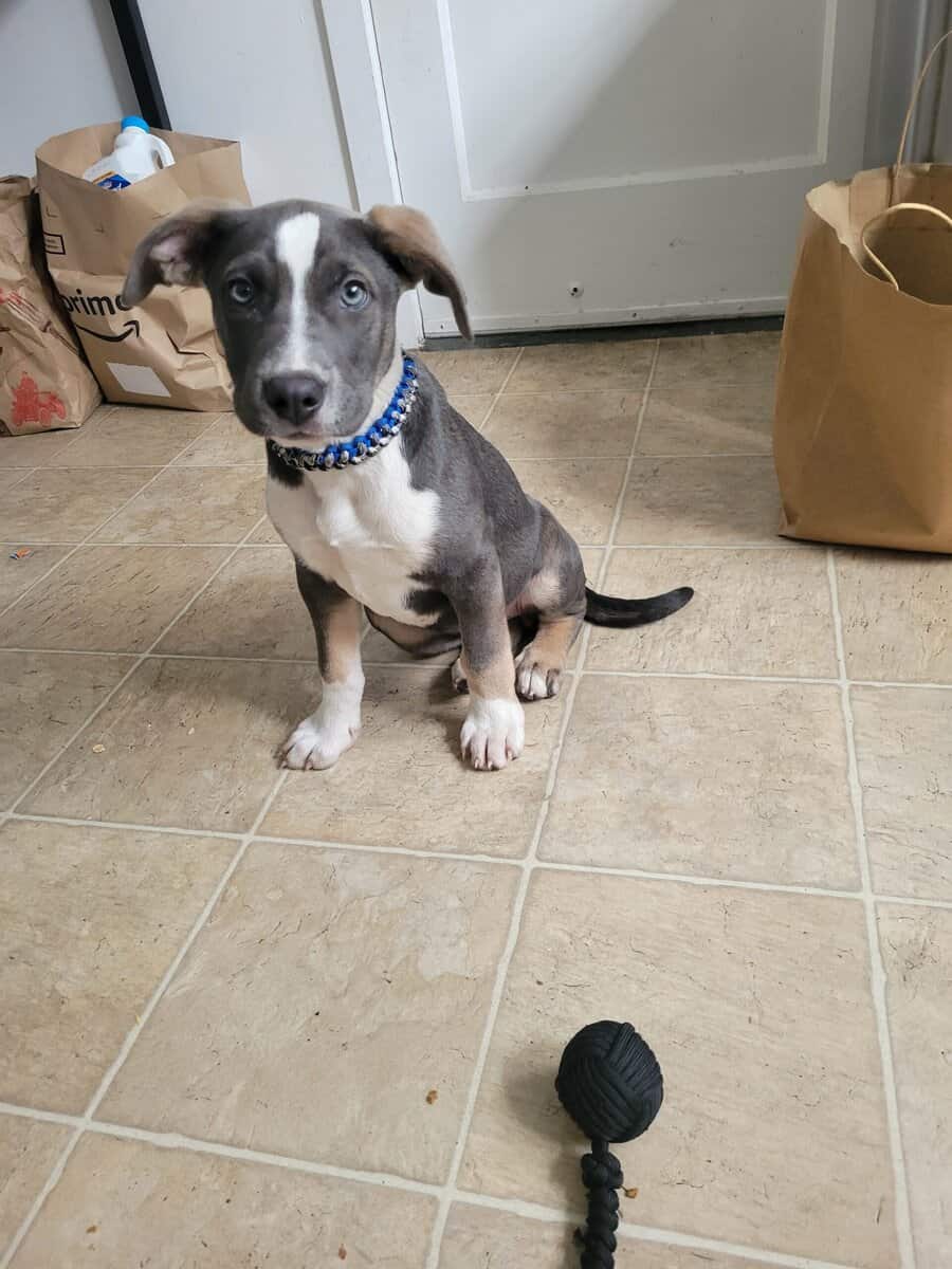 3m f pit terrier, w vet meds, food + acc's image 7