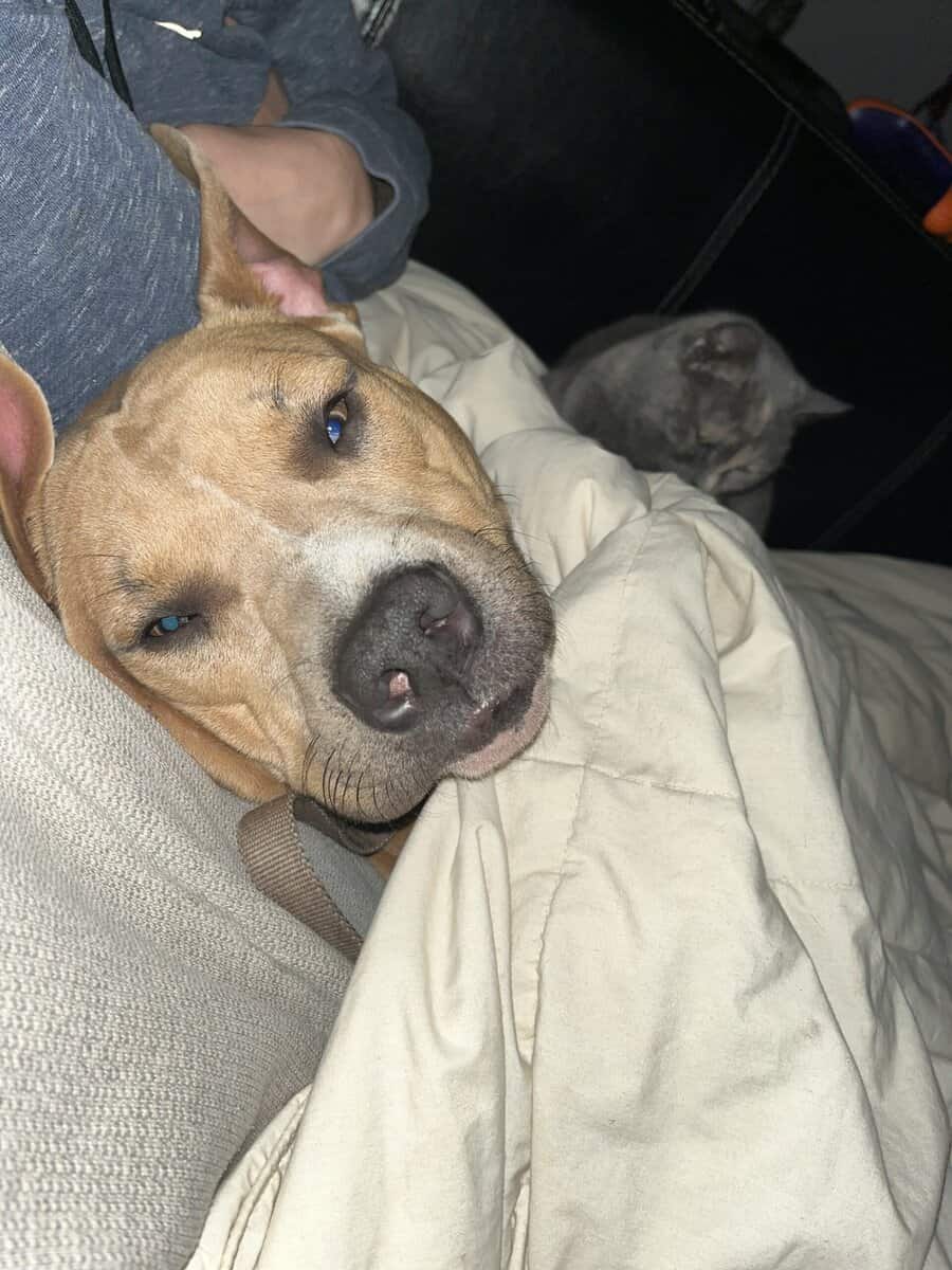 Sly cooper is looking for her forever home image 4