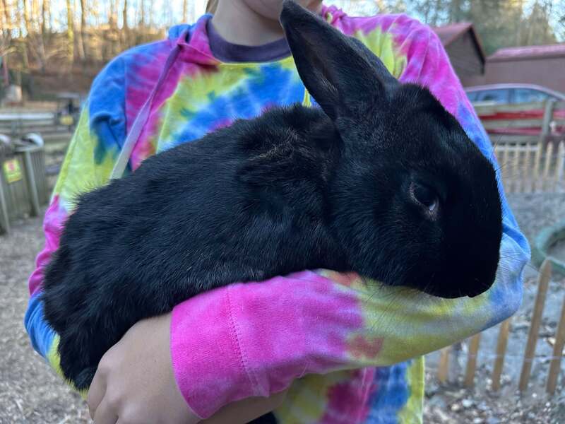 Flemish Giants For Sale image 3