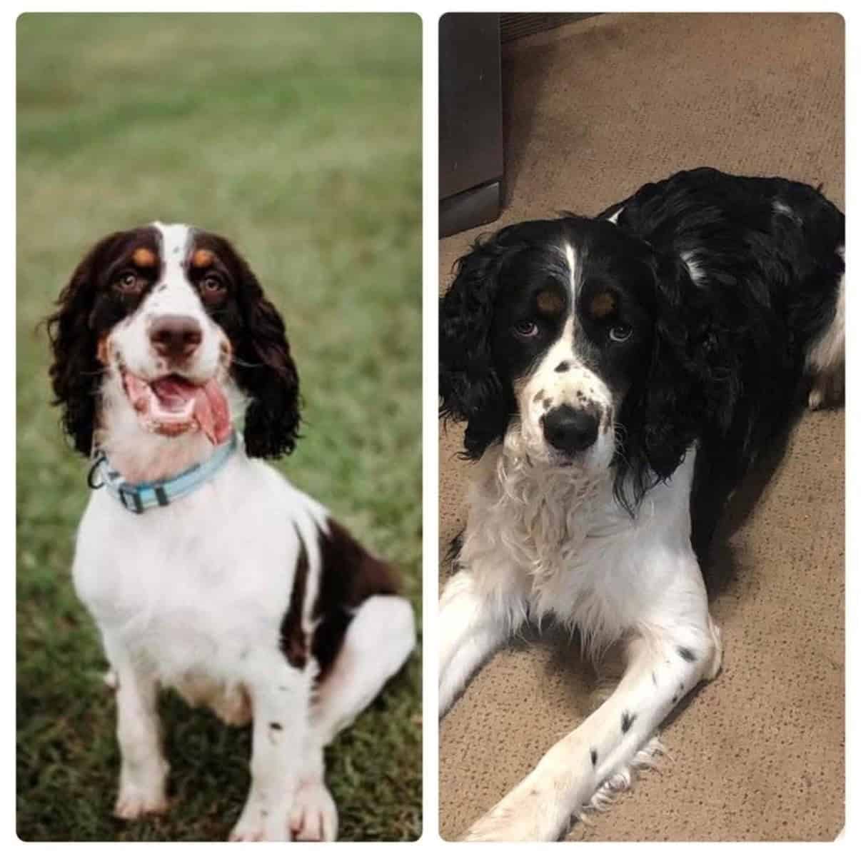AKC English Springer Spaniel image 3