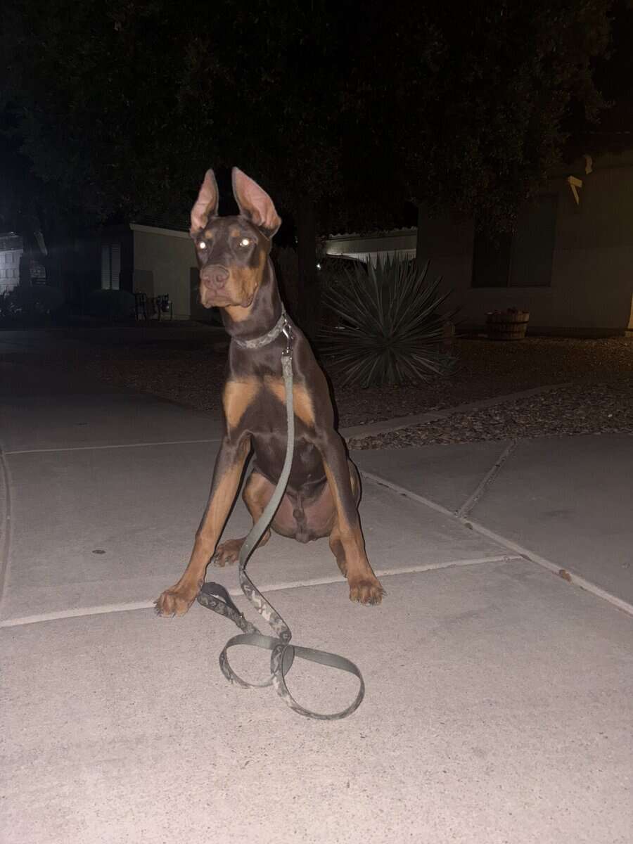 Doberman image 1