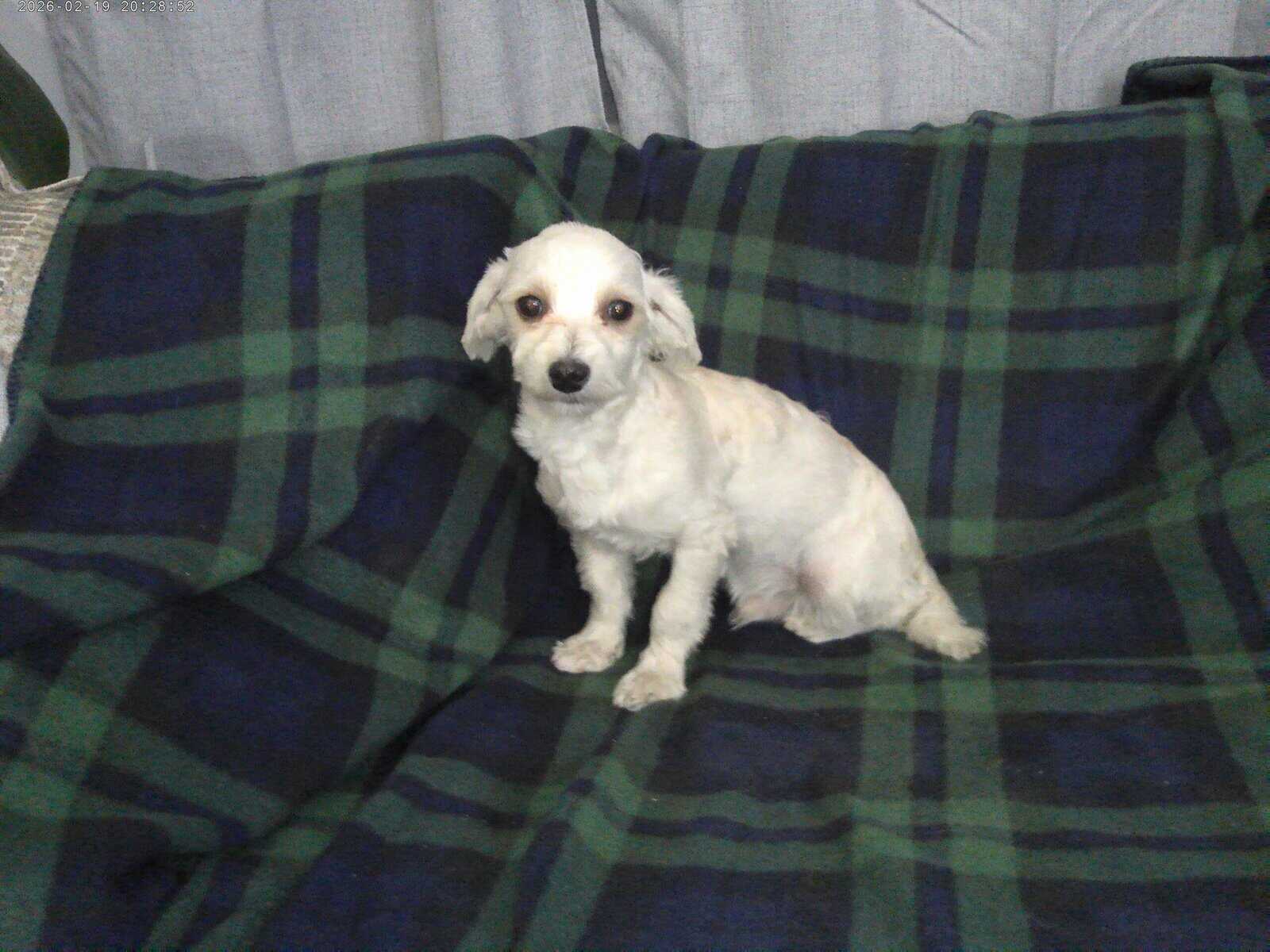Casey, in home raised, non-shedding, Michgn image 2