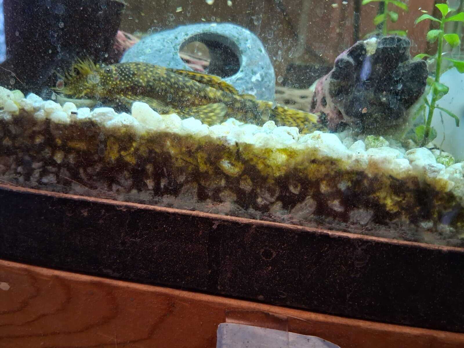 Bristlenose plecos image 4