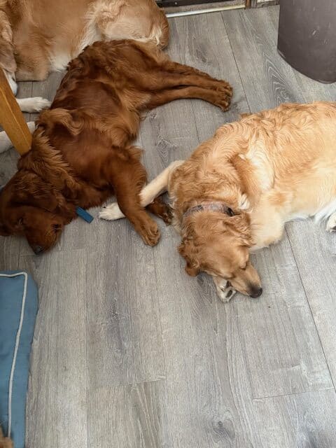 GOLDEN RETRIEVER PUPPIES image 5