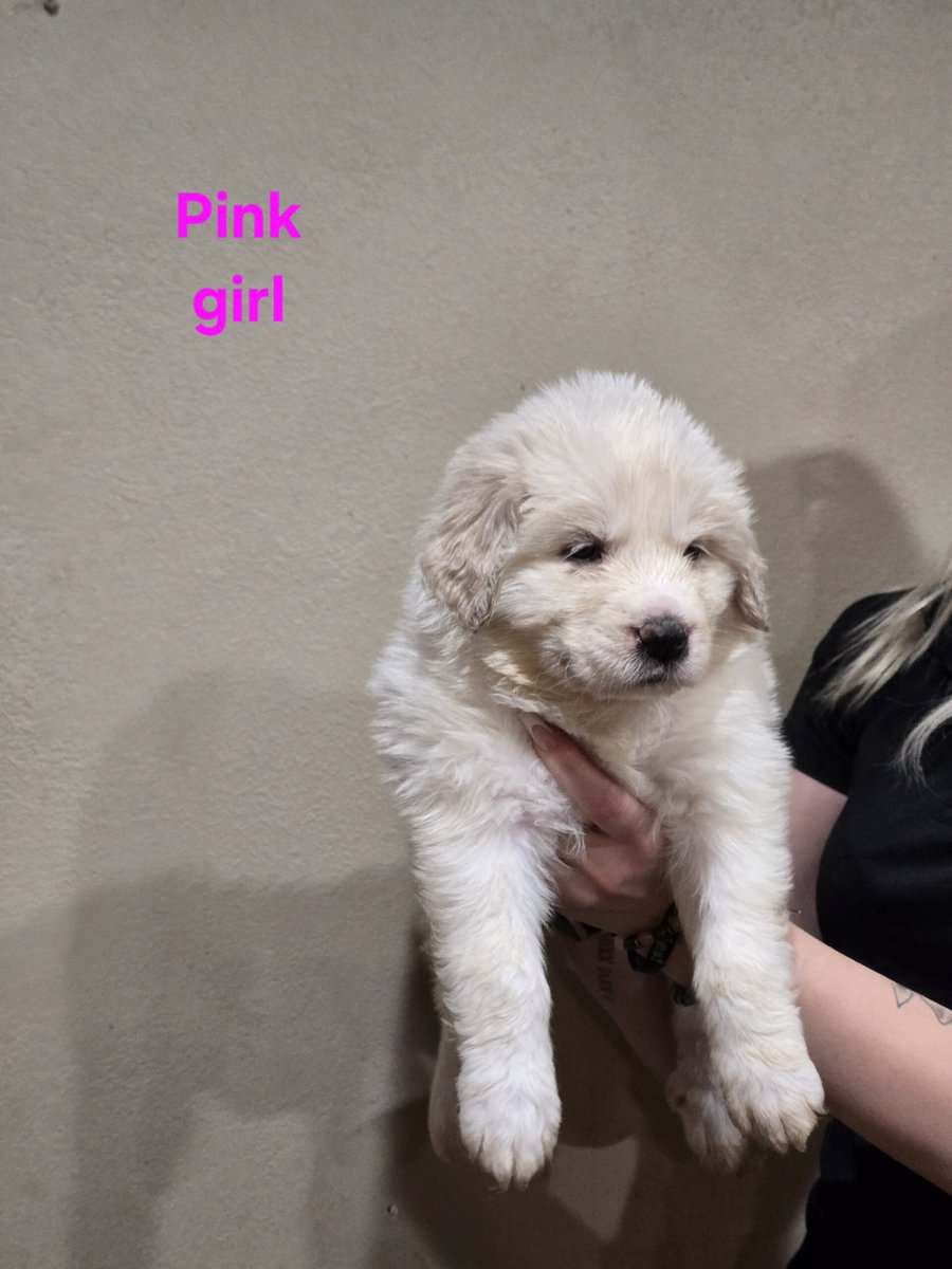 Great pyrenees puppies ready 3/23/26 image 1