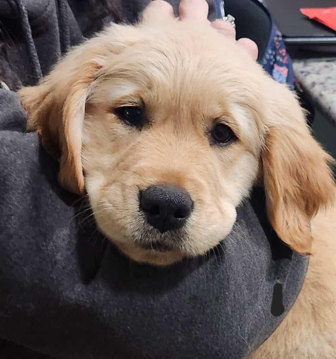 Golden Retriever Puppy image 3