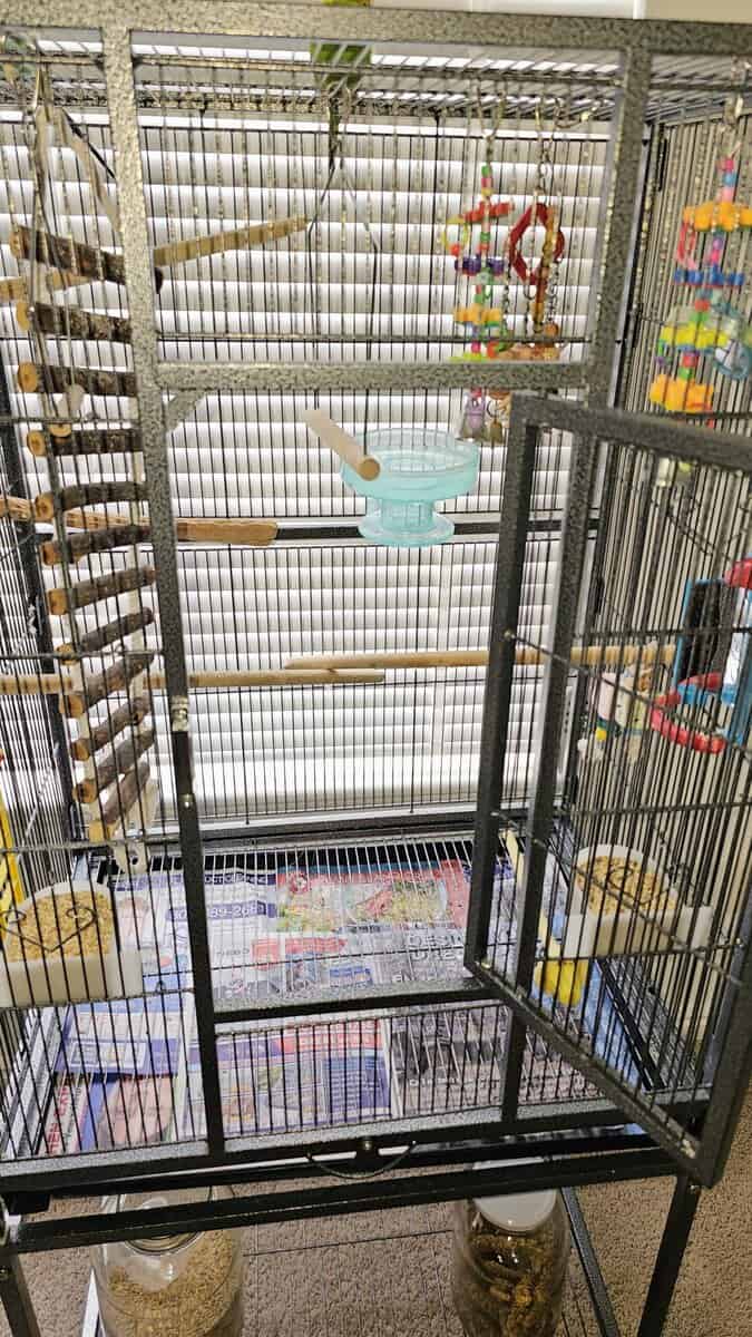 3 parakeets with birdcage, 2 boys, 1 girl. image 7