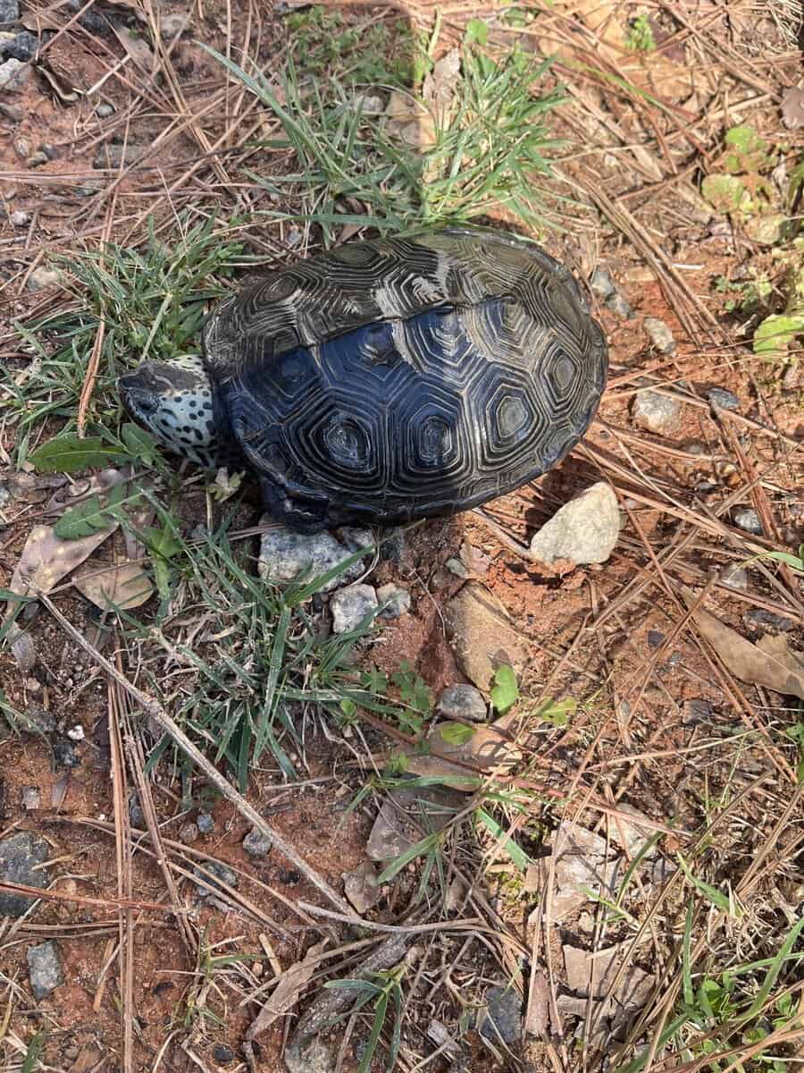 Healthy adult female ornate diamond back terrapin image 4