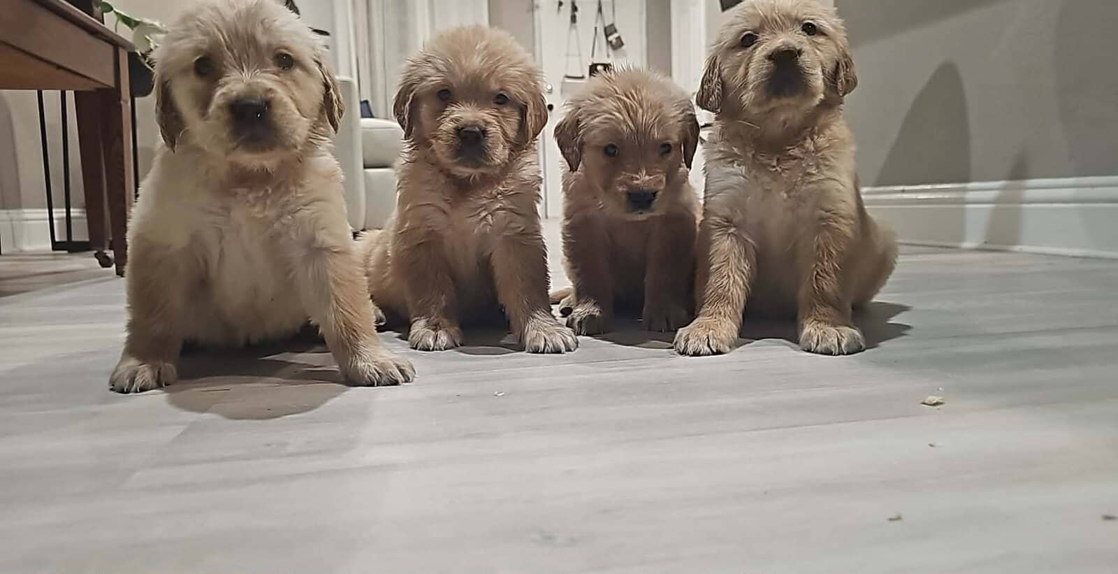 Golden Retriever Puppies - Grand Prairie, TX image 1