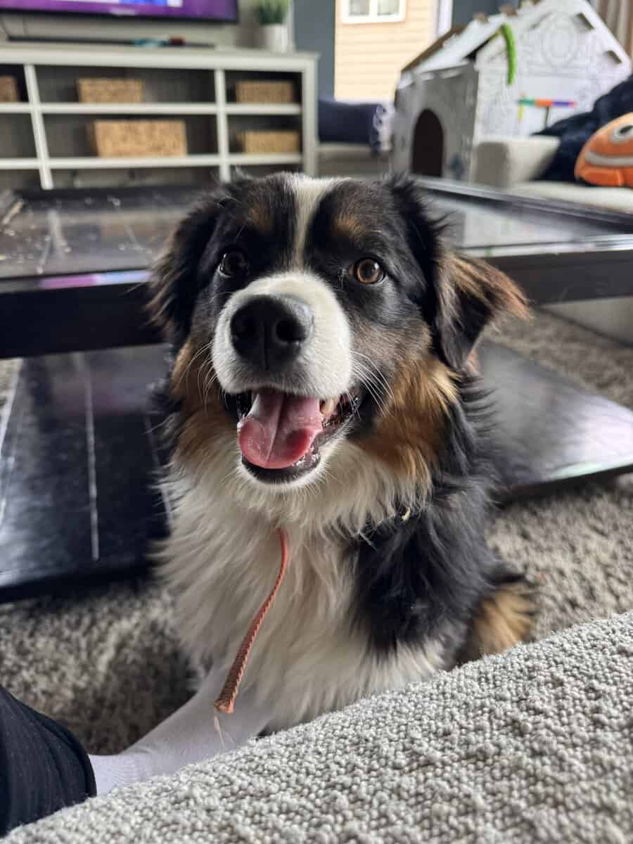 Mini Australian Shepherd image 2