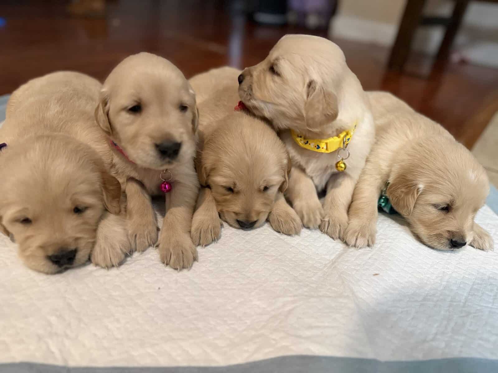 Golden Retrievers puppies image 3