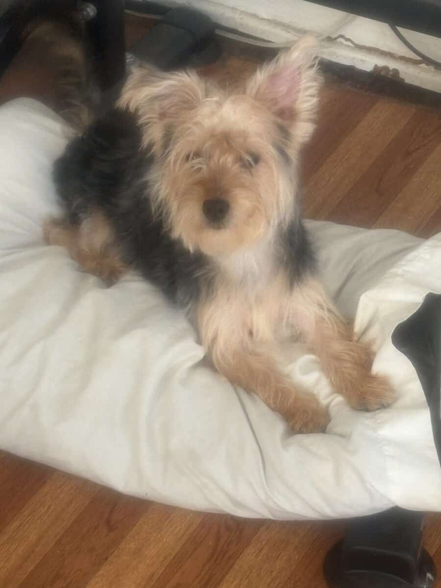 7month Male Yorkie puppy image 4
