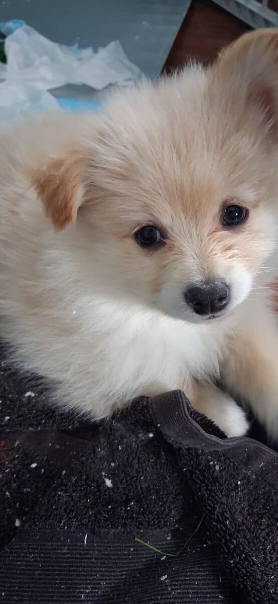 Pomeranian Puppy for sale image 1