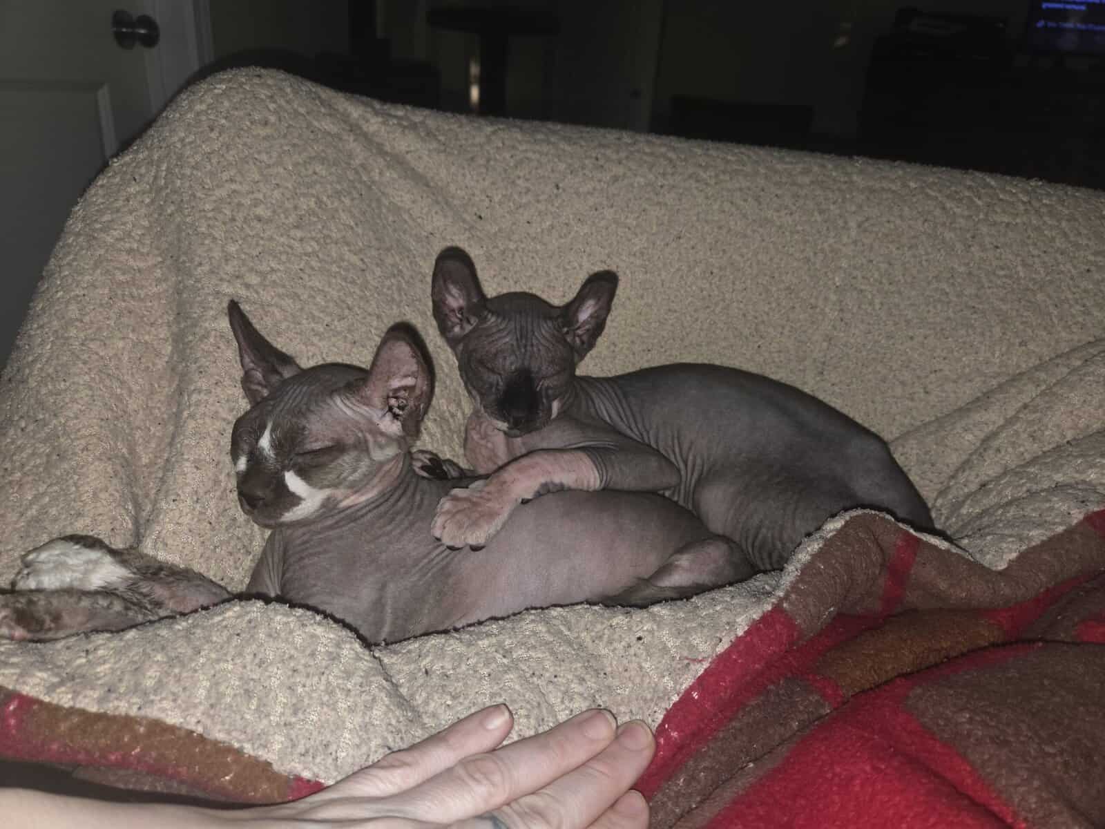 Sphynx boys image 9