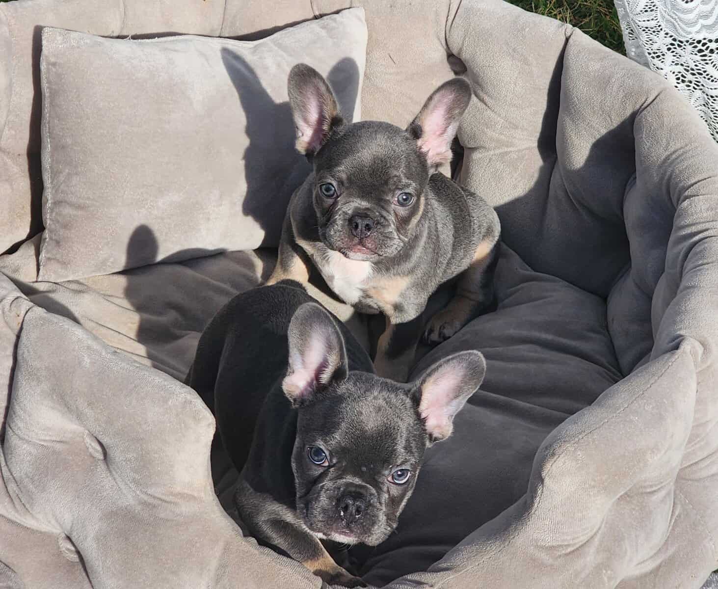 2 Female AKC French Bulldogs image 2