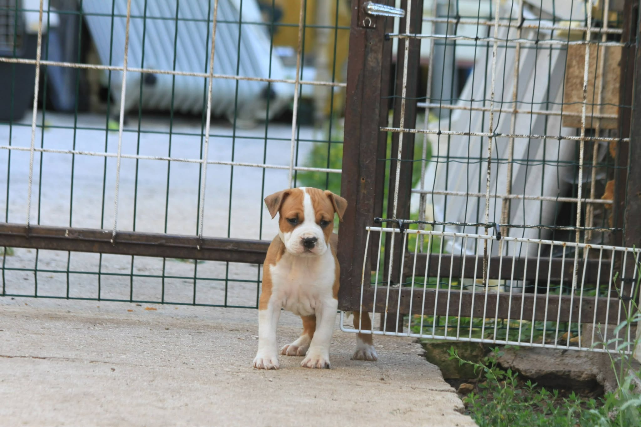 American Staffordshire Terrier puppies image 4