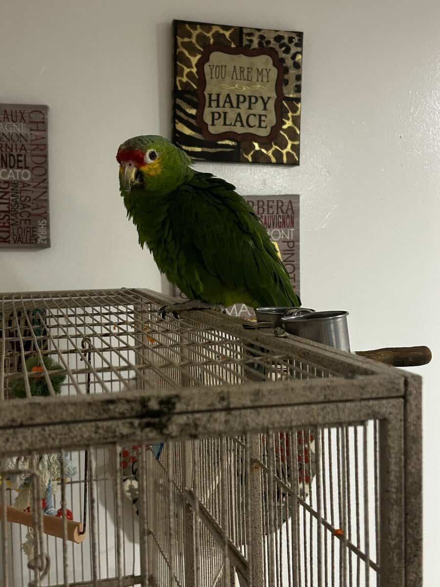 Red Lored Parrot image 5
