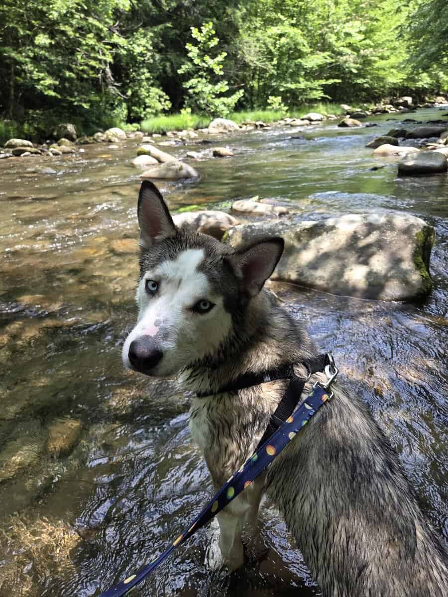 Rehoming 1.5 year old Husky pup image 1