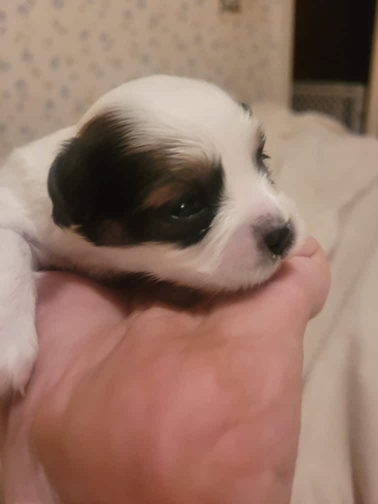 BayBell + Pepe Liter of 2 females/3 males image 6