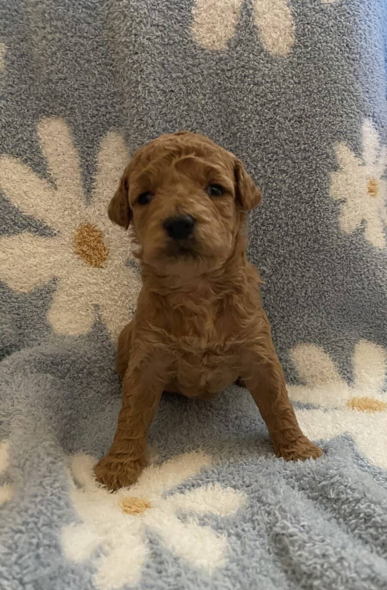 F2B miniature golden doodles image 3